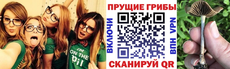 где можно купить Солнечногорск Псилоцибиновые грибы Psilocybe
